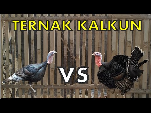 Video: Cara Membuat Lidi Kalkun Rendah Kalori