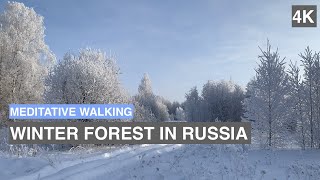 [4k] Meditative Morning Walk through the winter forest in Russia