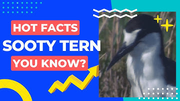 sooty tern facts