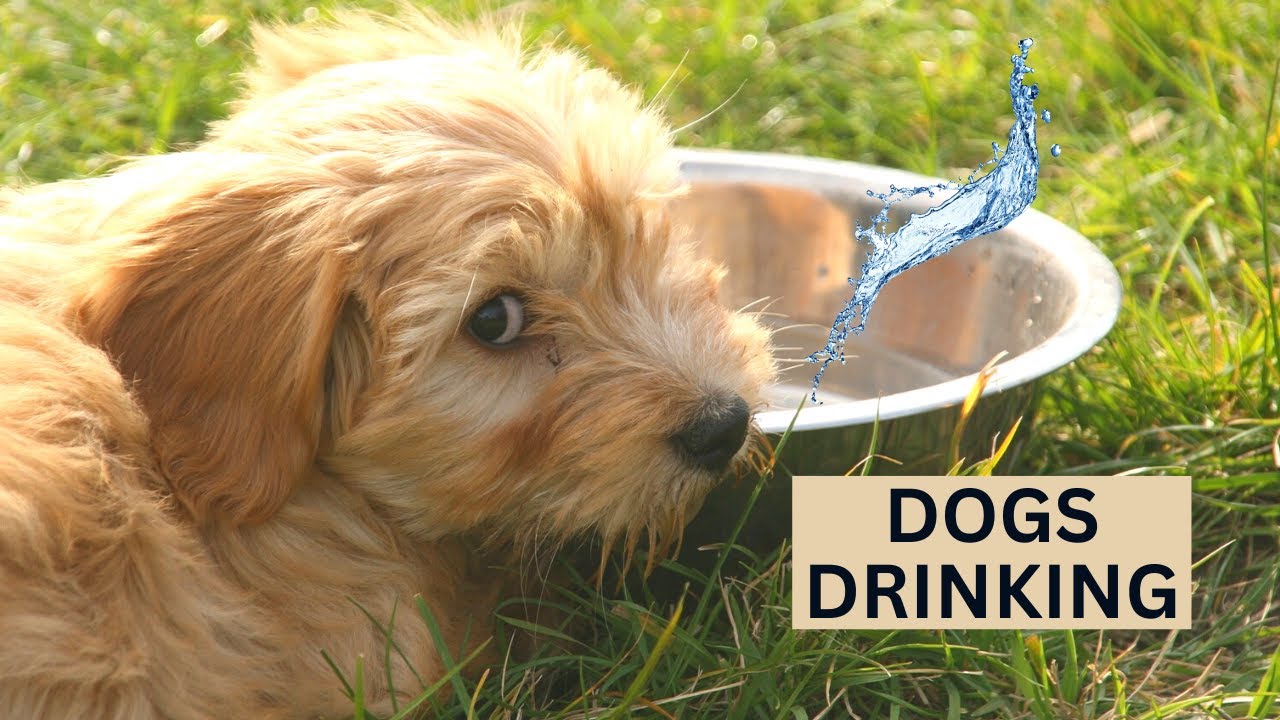 THIRSTY work for the DOGS YouTube