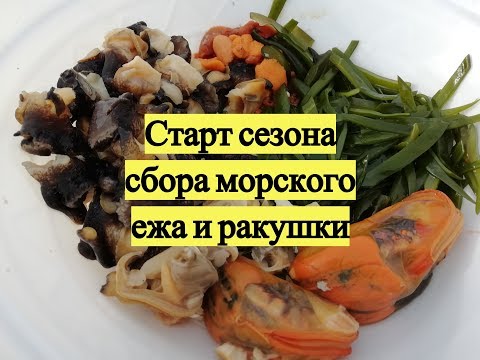 Видео: Старт сезона сбора морского ежа и ракушки / Sea urchins, snails & sea weed