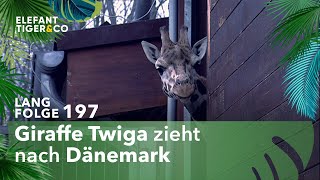 Abschied von Giraffendame Twiga (Langfolge 197) | Elefant, Tiger & Co. | ARD