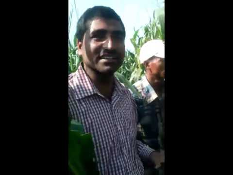 SRIKAR MAIZE 3366 - video from Srikar Biotech