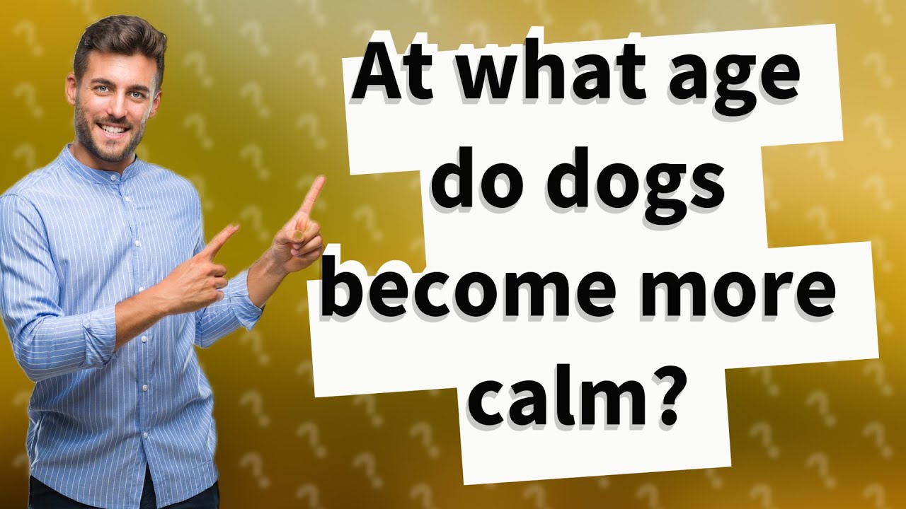 At what age do dogs more calm? YouTube