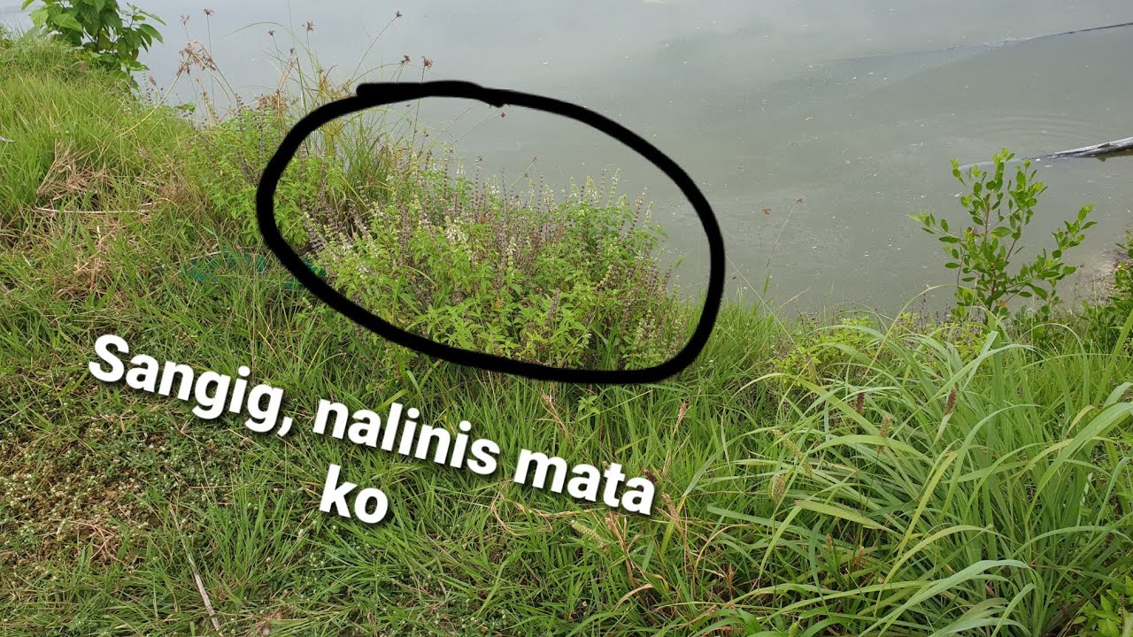 Sangig or Lemon Basil Makatulong Pala - YouTube