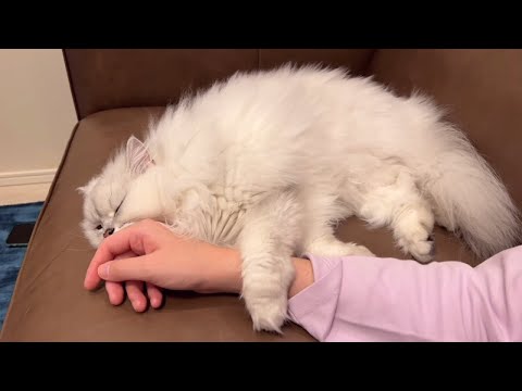 飼い主の腕を掴んで寝たい猫がかわいい！