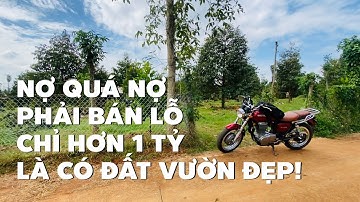 Chị chủ thanh lý gấp giá rẻ 2 sào đất vườn rất đẹp ở BR-VT đường betong vị trí ok