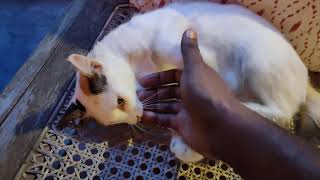 Cute Cat Bites Me When I Touch His Belly by Cats Are Stress Busters 137 views 2 years ago 1 minute, 11 seconds