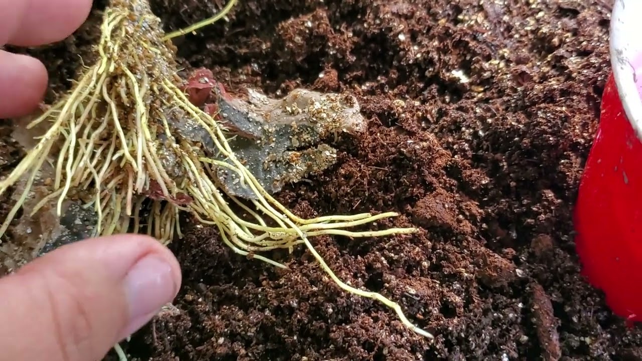 rooting mulberry cuttings. Now is the time to do it! Grow Food! can't go wrong with these fruits!