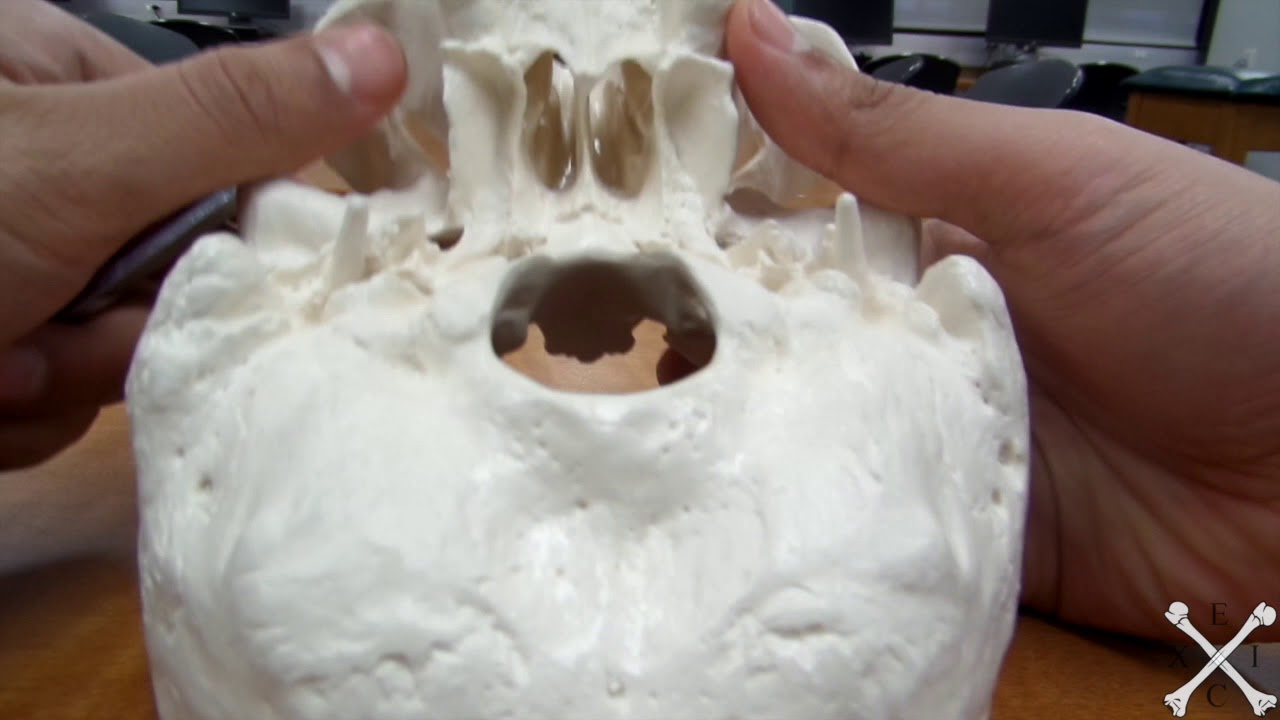 TeachMeEXCI Maxillae Facial Bones YouTube