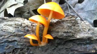 Popojojo7 - Metal Detecting Mash-Up