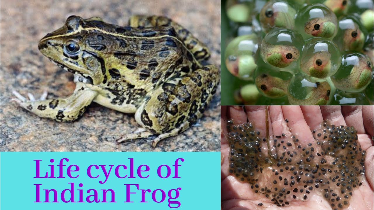 The Life Cycle of a frog, Life cycle of a frog