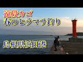 #ヒラマサ#カゴ釣り#遠投カゴ#JapaneseYellowtailfishing　ヒラマサ釣り（2021年4月シャックリ波止編）