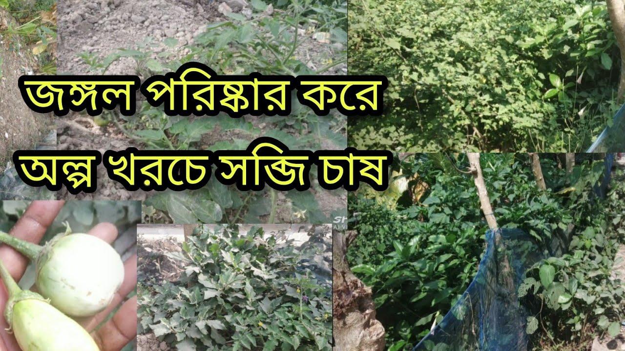 জঙ্গল পরিষ্কার করে অল্প খরচে সব্জি চাষ 🌱🍄