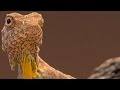 Voland's Hunting and Mating Strategies