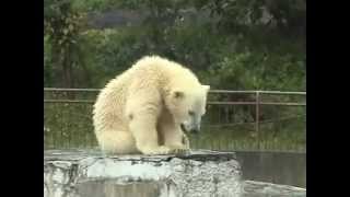 大雨の中のホッキョクグマ親子~Polar Bears in the rain