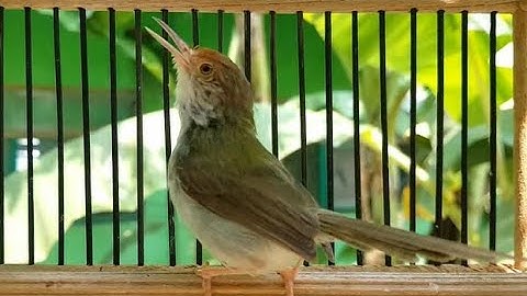 Prenjak LUMUT Pasti langsung NYAUT GACOR dan NEMBAK dengan Pancingan Prenjak Lumut ini