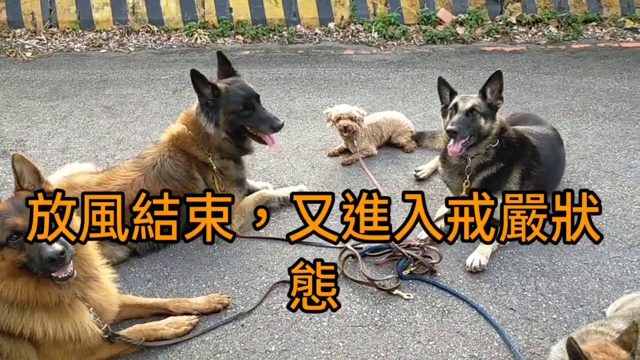 團體晨間遛達程序展示 Youtube 團體晨間遛達程序展示 Youtube