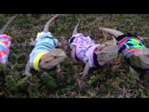 bearded dragon apparel