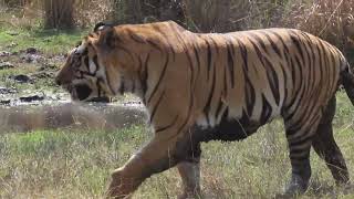 Bandhavgarh National Park Guide - Feb 2023