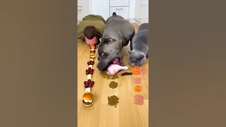 I came to compete. He came to cheat… and win 😭 #dog #cat #eatingchallenge #canecorse #pets #foodrace