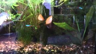 Honey gourami's mating?