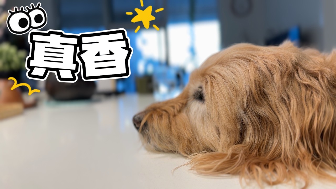 姐姐回来 妈妈总有好吃的｜皮皮耐心等