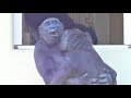 Gorilla's Kiyomasa and Annie are very close. Shabani Silverback キヨマサとアニーは、すごく、なかよしです。イケメン ゴリラ シャバーニ