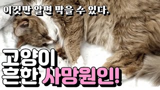 당신이 몰랐던 고양이 수명의 비밀 / 고양이 흔한 사망 원인 best3!!