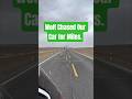 Why Desperate Mother Wolf chased Our Car for Miles.