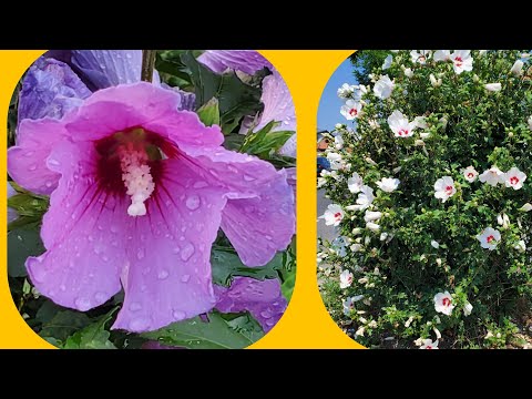 Videó: Rose Of Sharon társültetés – Növények, amelyek jól fejlődnek Rose Of Sharon mellett
