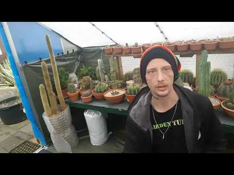 Video: Welke Cactussen Groeien Er In De Woestijn?