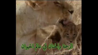 شاهد   الرحمة والحنان في عالم الحيوان