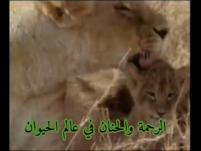 شاهد   الرحمة والحنان في عالم الحيوان