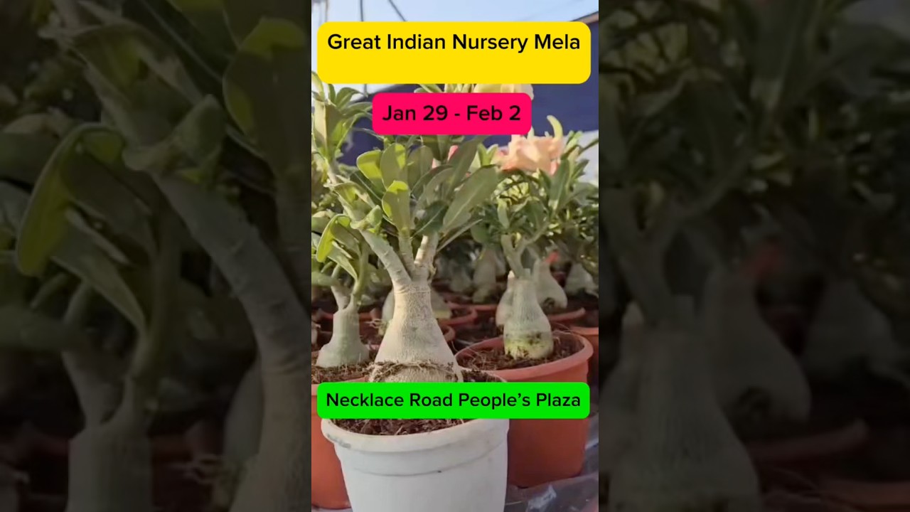 Biggest Great Indian nursery mela 🌱 🪴 at people&rsquo;s plaza #viralvideo #nurserymela #fyp