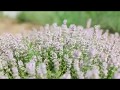 Цветочные поля в Крыму - лето 2017 года