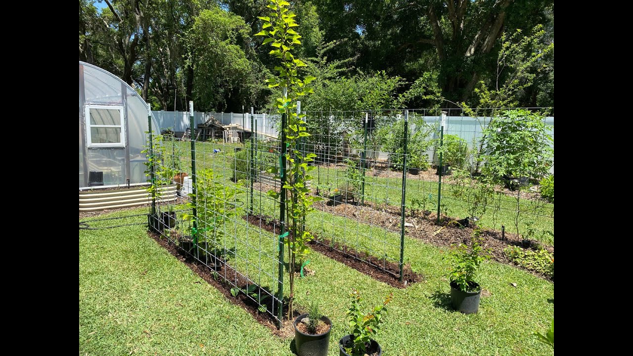 More Tomato Trellises Using T Posts And Cattle Panels Youtube