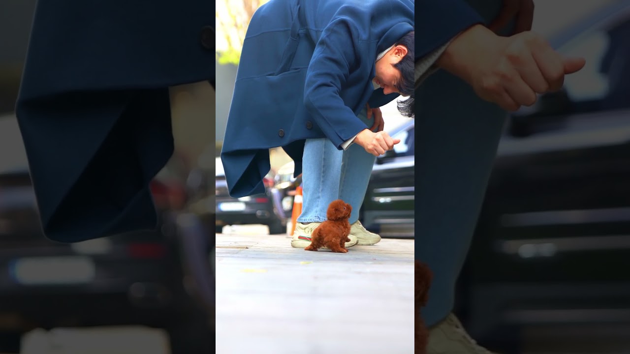 Run with cute red poodles!!