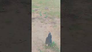 gaum mera mujhe yaad aata rha