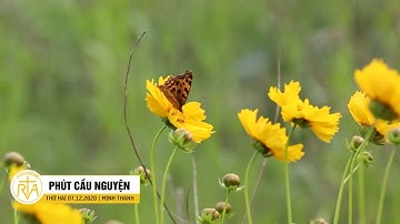 Phút Cầu Nguyện, Thứ Hai 07/12/2020: Người Trẻ Cống Hiến Cho Giáo Hội