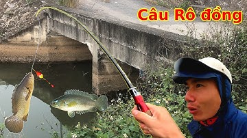 Đi câu Rô đồng sau cơn Mưa to, trúng ổ Rô đồng khủng ở Cửa Cống