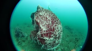 Sea Cucumbers Invading Sponge