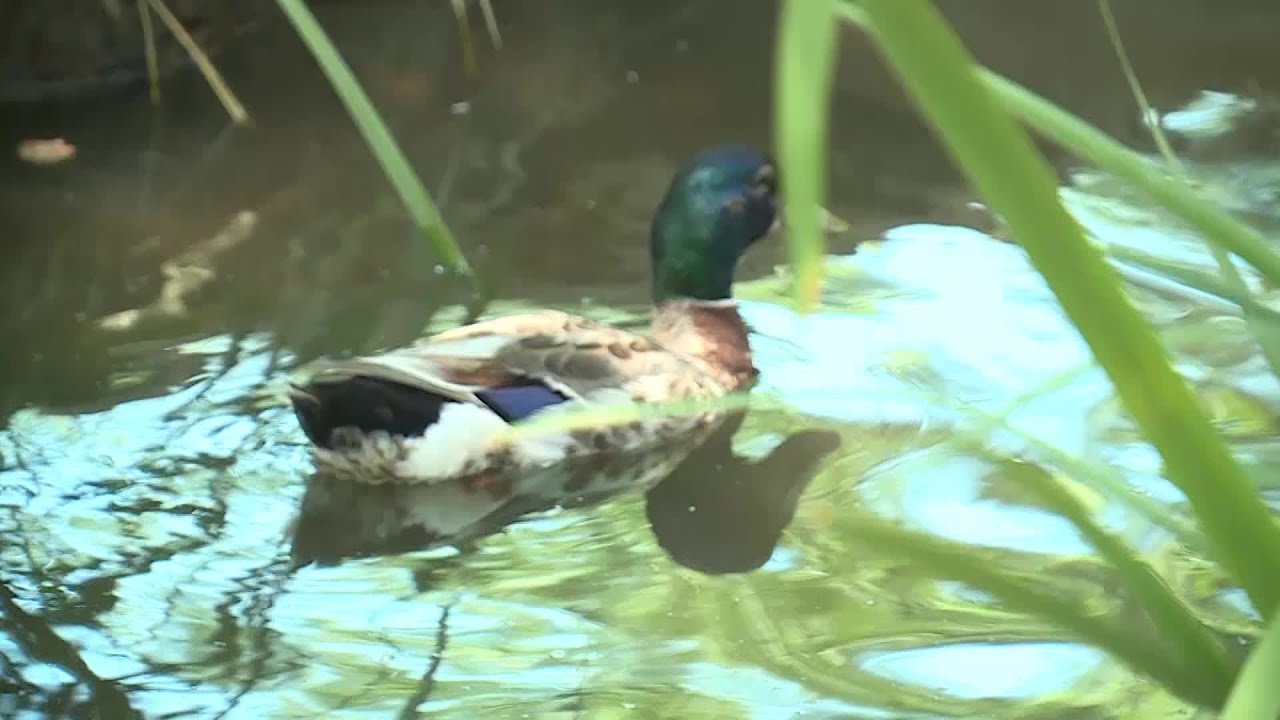 Duck rescue - YouTube