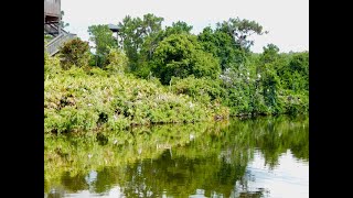 Checkout why Gatorland is one of the best birding hotspots in Orlando, Fl