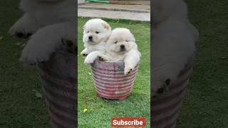 Chow chow puppies ❤#shorts #dog #pet #puppy #chowchow #cute #like #status || tiger dog club ||