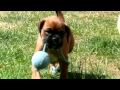 Boxer puppy showing off after winning game of tug