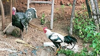 Face to Face Turkey & Rooster !