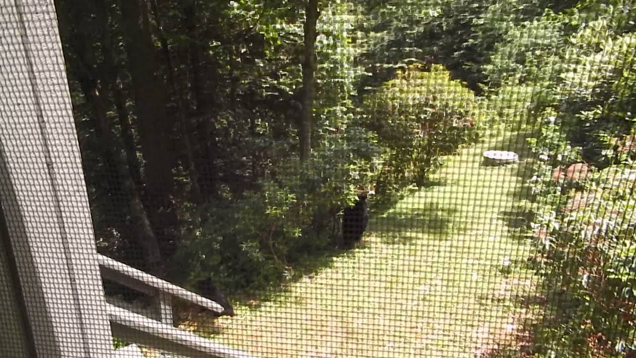 Mama Bear & Cub Visit - YouTube