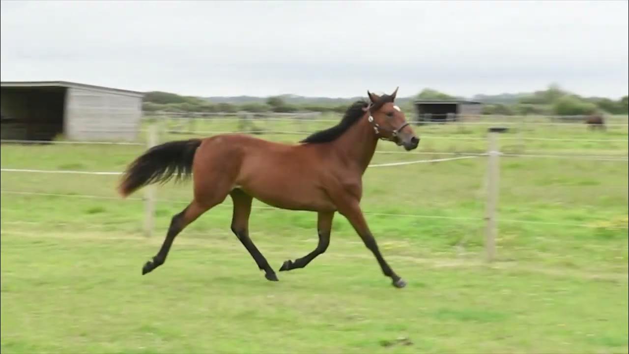 Lots of Soul Wolvega Yearling Sale 26.08.2023 No. 76 YouTube