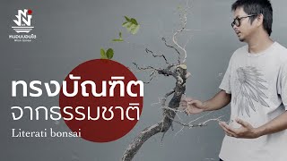 ตะโกทรงบัณฑิตจากธรรมชาติ | Literati bonsai
